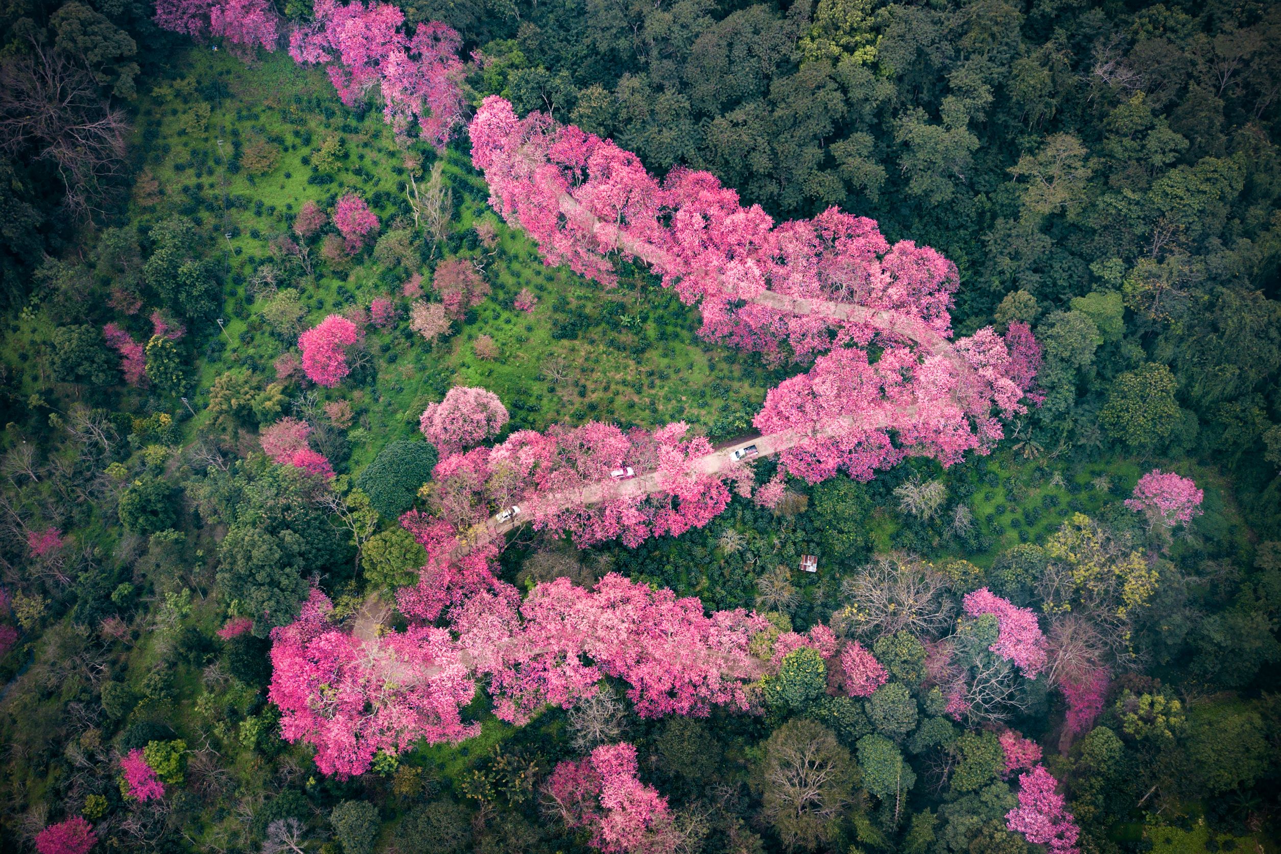 Rasmus Fridberg Everyone Should Come To Chiang Mai 